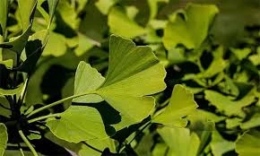 Ginkgo Biloba leaf extract used in NeuroRemind for brain circulation support