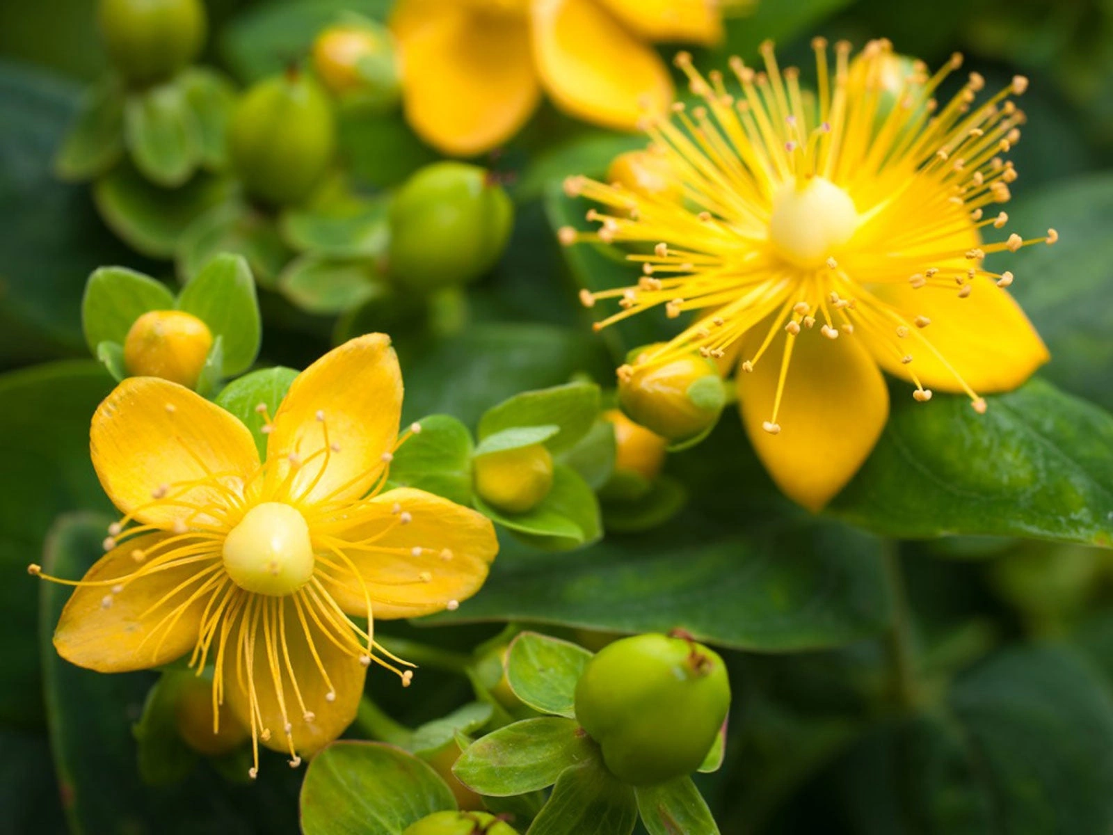 St. John's Wort research supporting NeuroRemind mood and focus formula